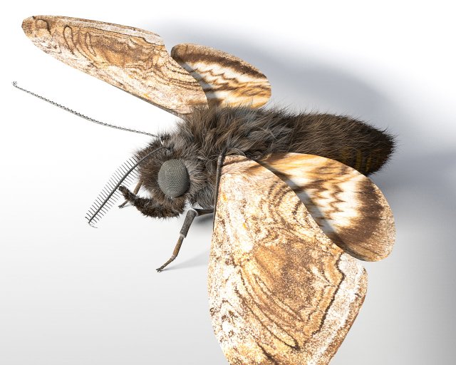 moth rigged hairs low poly insect pbr 3D Model .c4d .max .obj .3ds .fbx .stl .blend 