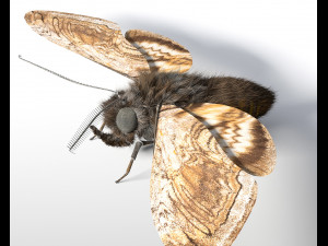 moth rigged hairs low poly insect pbr 3D Model