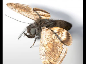 cabelos manipulados por tra&ccedil;a baixo poli inseto pbr Modelo 3D