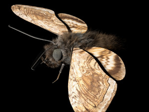 moth rigged hairs low poly insect pbr 3D Model