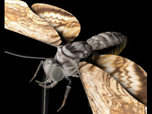 moth rigged hairs low poly insect pbr 3D Model