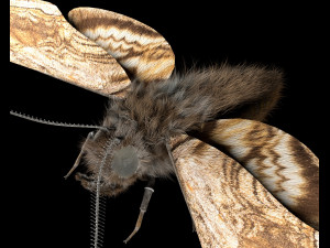 moth rigged hairs low poly insect pbr 3D Model