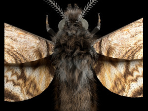 moth rigged hairs low poly insect pbr 3D Model