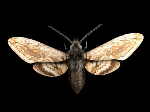 moth rigged hairs low poly insect pbr 3D Model