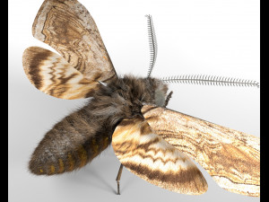 moth rigged hairs low poly insect pbr 3D Model