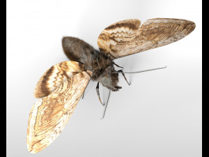 moth rigged hairs low poly insect pbr 3D Model