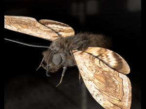 moth rigged hairs low poly insect pbr 3D Model