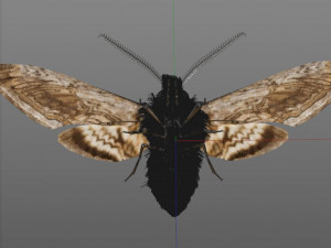 moth rigged hairs low poly insect pbr 3D Model