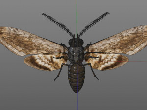 moth rigged hairs low poly insect pbr 3D Model