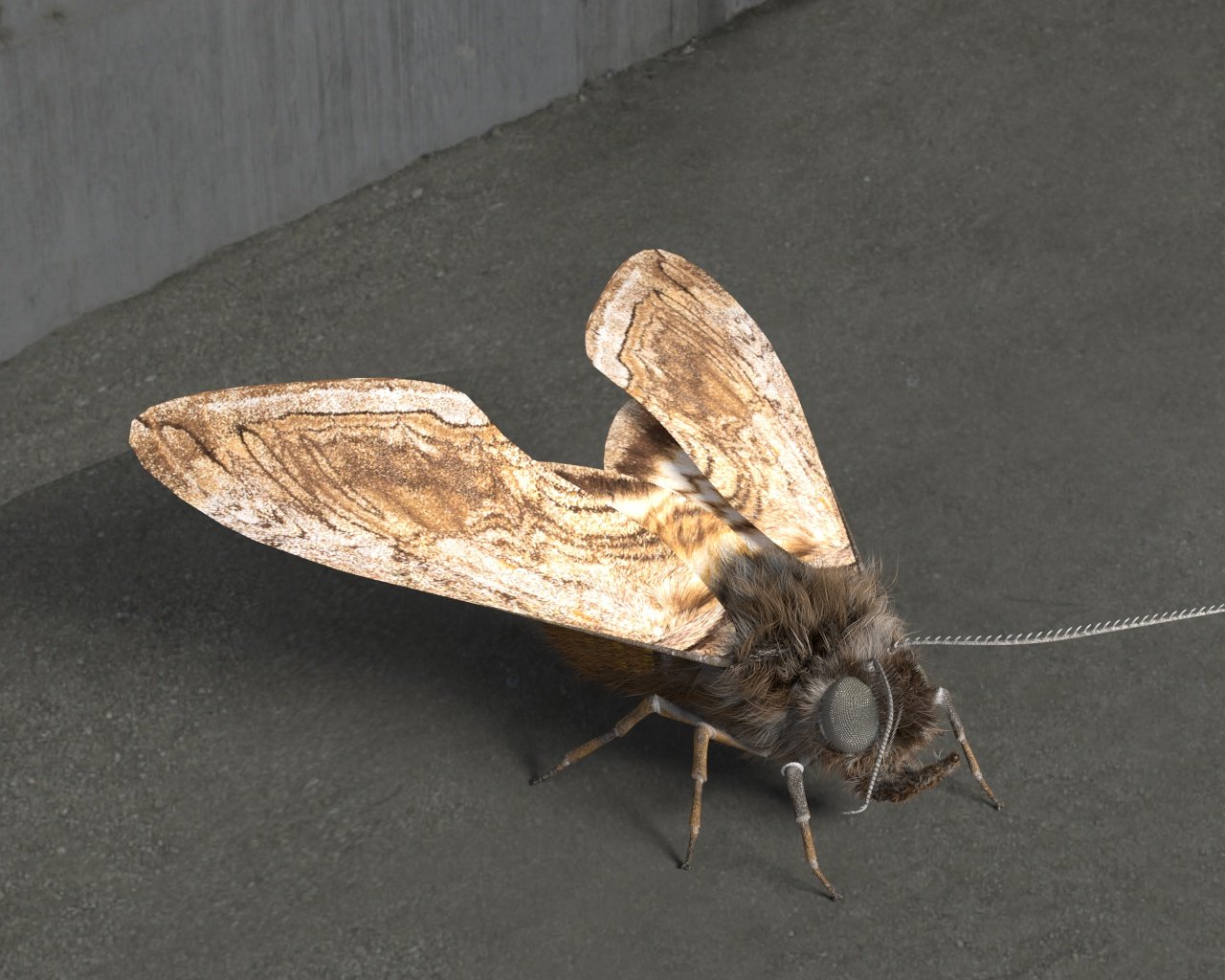 Моли поли. Moth 3d model. Open Moth 3d model.