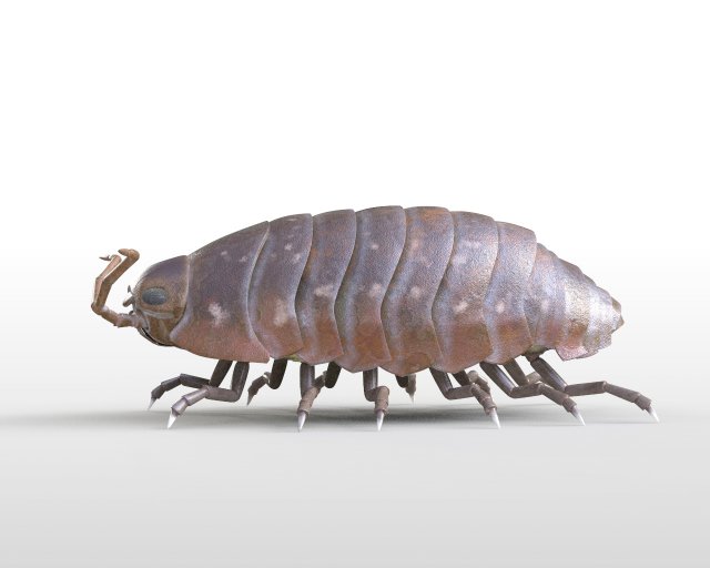 pill bug rigged low poly pbr insect 3D मॉडल .c4d .max .obj .3ds .fbx .stl .blend 