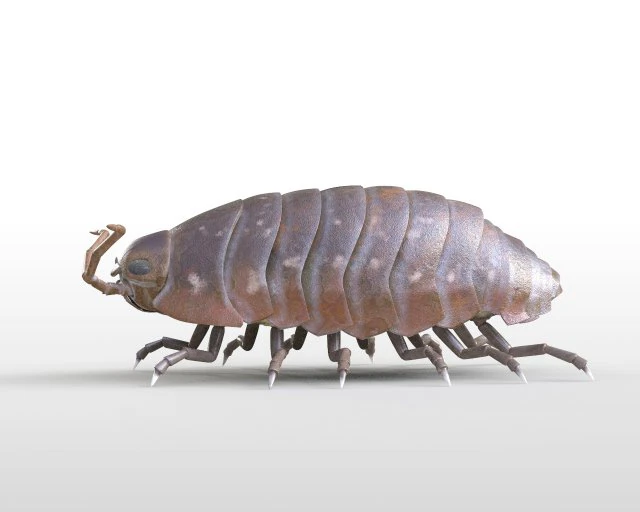 pill bug rigged low poly pbr insect 3D Model .c4d .max .obj .3ds .fbx .stl .blend 