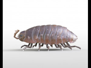 pill bug rigged low poly pbr insect 3D Model