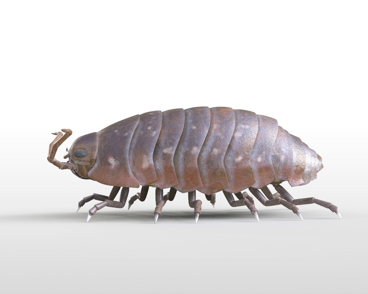 Pill bug Rigged Low Poly PBR Insect 3D Model in Insects