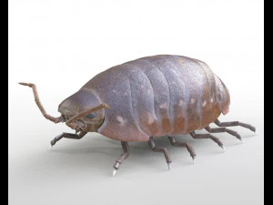 pill bug rigged low poly pbr insect 3D Model