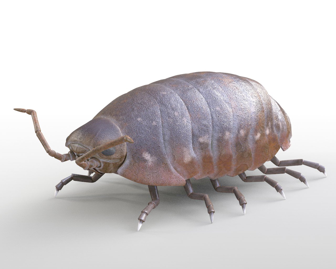 Pill bug Rigged Low Poly PBR Insect 3D Model in Insects