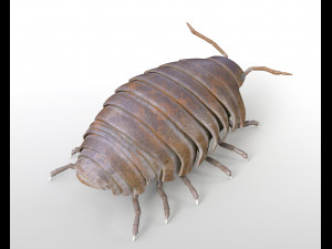 pill bug rigged low poly pbr insect 3D मॉडल