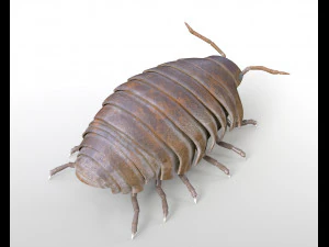 pill bug rigged low poly pbr insect 3D Model