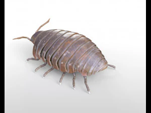 pill bug rigged low poly pbr insect 3D Model
