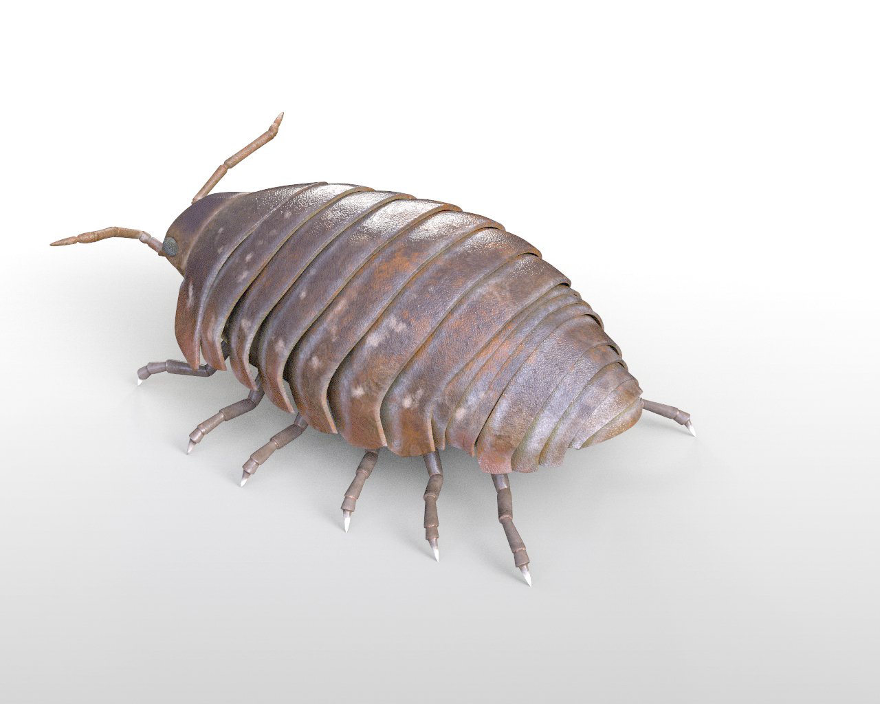 Pill bug Rigged Low Poly PBR Insect 3D Model in Insects