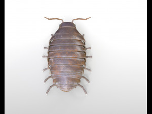 pill bug rigged low poly pbr insect 3D मॉडल