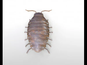 pill bug rigged low poly pbr insect 3D Model