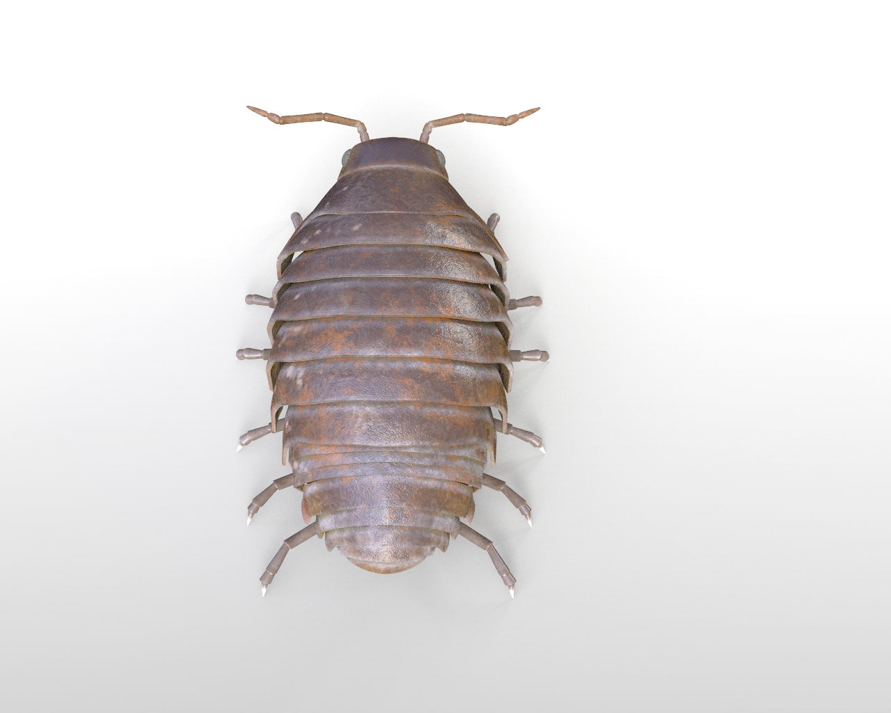 Pill bug Rigged Low Poly PBR Insect 3D Model in Insects