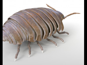 pill bug rigged low poly pbr insect 3D मॉडल