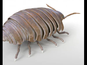 pill bug rigged low poly pbr insect 3D Model