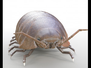 pill bug rigged low poly pbr insect 3D मॉडल