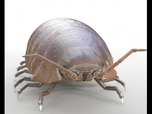pill bug rigged low poly pbr insect 3D Model