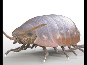 pill bug rigged low poly pbr insect 3D मॉडल