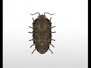 pill bug rigged low poly pbr insect 3D Model