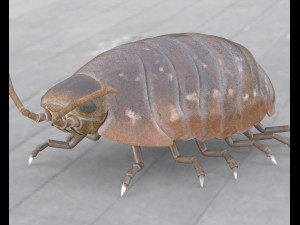 pill bug rigged low poly pbr insect 3D मॉडल