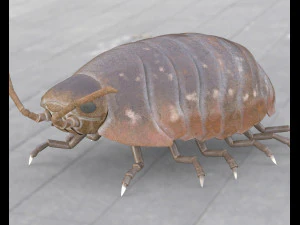 pill bug rigged low poly pbr insect 3D Model