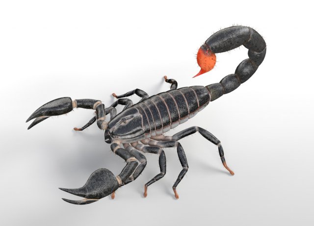 scorpion rigged low poly pbr insect Model 3D .c4d .max .obj .3ds .fbx .stl .blend 