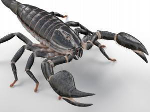 scorpion rigged low poly pbr insect Model 3D