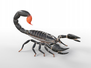 scorpion rigged low poly pbr insect Model 3D
