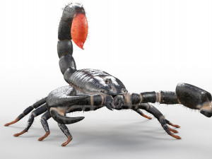scorpion rigged low poly pbr insect Model 3D