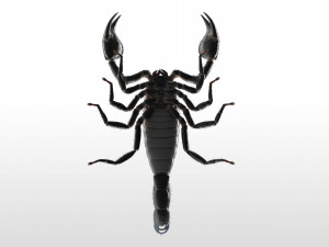 scorpion rigged low poly pbr insect Model 3D