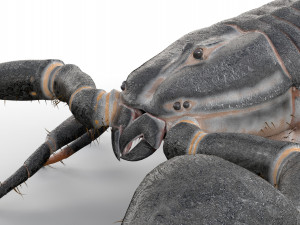 scorpion rigged low poly pbr insect Model 3D