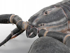 scorpion rigged low poly pbr insect 3D Model