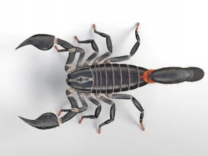 scorpion rigged low poly pbr insect Model 3D