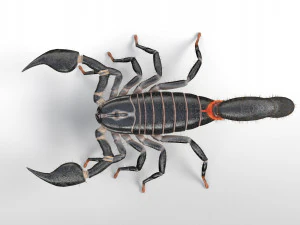 scorpion rigged low poly pbr insect 3D Model