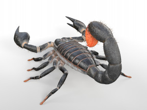 scorpion rigged low poly pbr insect Model 3D