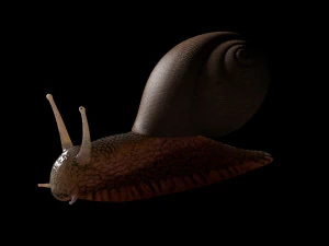 siput memasang serangga poli pbr rendah Model 3D