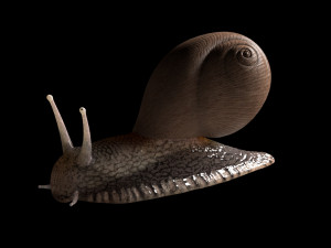 snail rigged low poly pbr insect 3D Model