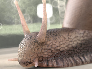 snail rigged low poly pbr insect 3D Model