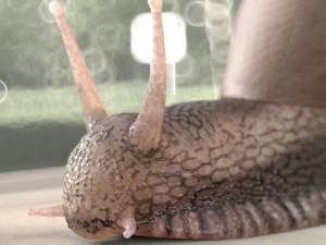 siput memasang serangga poli pbr rendah Model 3D