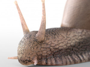 snail rigged low poly pbr insect 3D Model